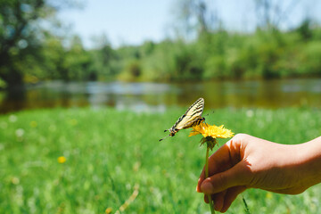 Swallowtail butterfly on dandelion