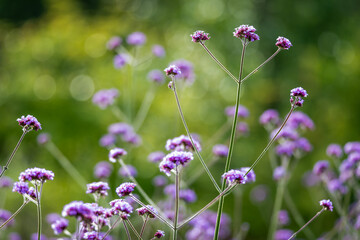 Verbena brasiliensis is a garden plant cultivated for aesthetic uses