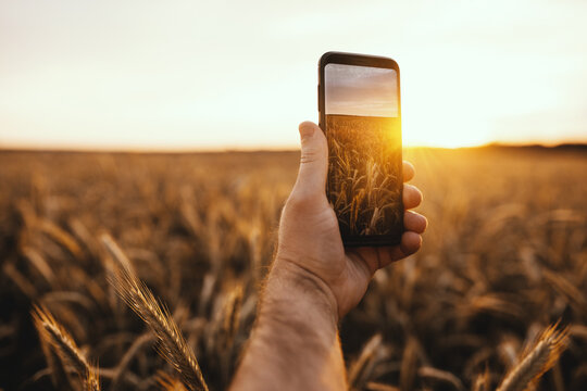 Male's hand holding smartphone with full lenght hand. Turned on camera. Taking pictures of beautiful golden wheat field during dunrise or sunset. Modern technologies and devices.