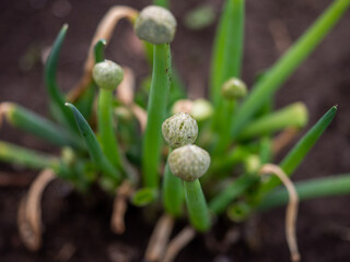the onion seeds on the bulb itself have not yet ripened