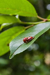 ladybug on leaf