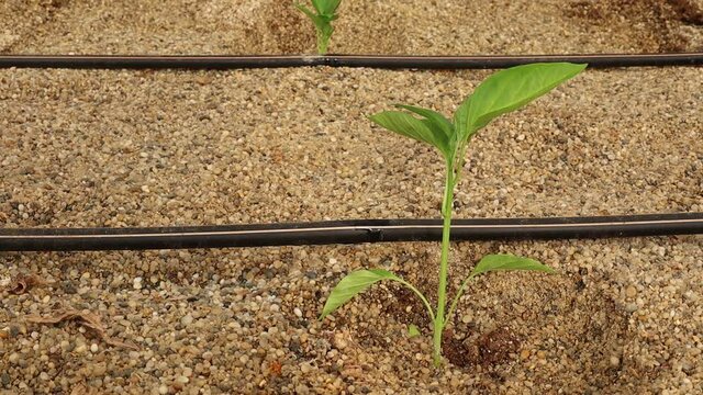 Riego por goteo en pl&aacute;ntulas de pimiento reci&eacute;n trasplantadas en suelo enarenado