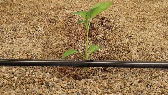 Riego por goteo en pl&aacute;ntulas de pimiento reci&eacute;n trasplantadas en suelo enarenado