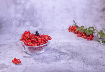 fresh red currant berries in a glass vase and a currant branch on a marble background