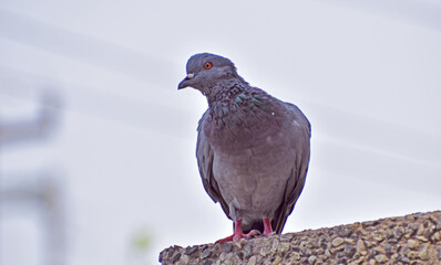 Single pigeon on the roof