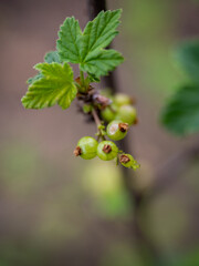 unripe, green berry of red currant