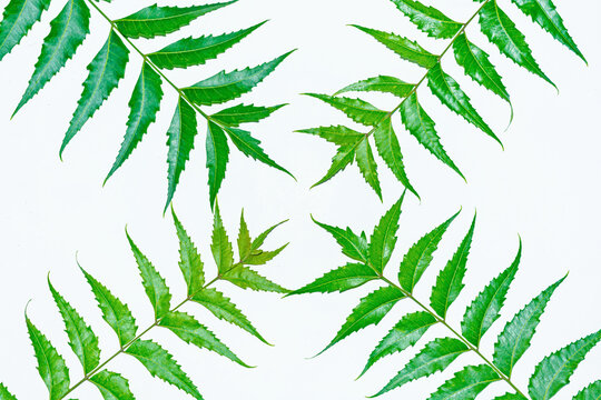 Fresh green neem leaves on white background.