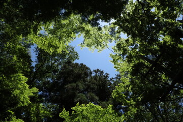 森の中の開けた空