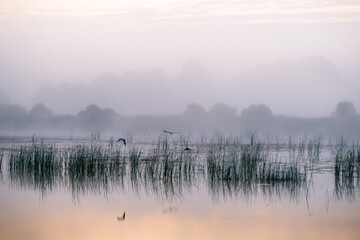 Fototapeta mglisty świt nad jeziorem. ptaki obraz