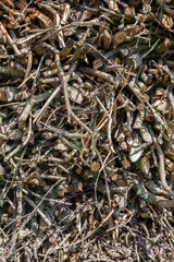 heap of dry wooden twig branches of firewood. Brushwood natural background wooden texture. Close up view