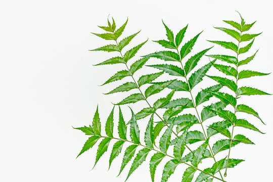 Fresh green neem leaves on white background.