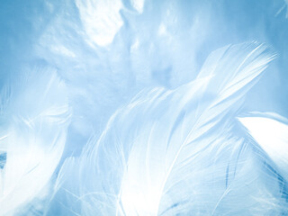 Obraz premium Beautiful abstract colorful blue feathers on white background and soft white feather texture on blue pattern and blue background, feather background, blue banners