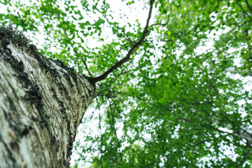 Birch