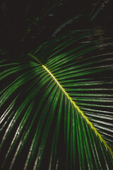 Obraz premium palm tree on black background