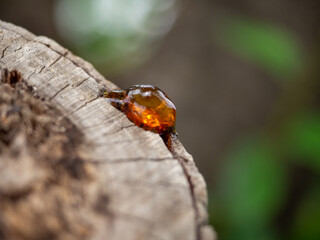 resin on a tree close-up