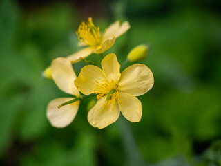 Obraz premium yellow celandine flower close-up on a green background