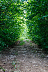 path in the forest