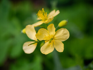 Obraz na płótnie Canvas yellow celandine flower close-up on a green background