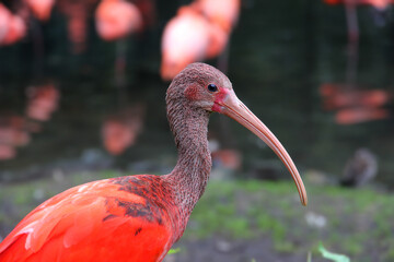 Eudocimus ruber - a portrait of a juvenile Scarlet ibis.