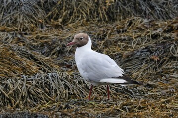 Mouettes rieuses