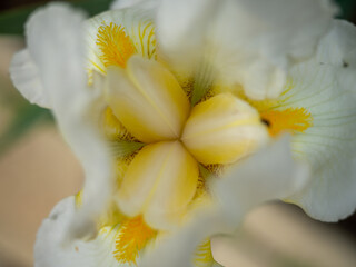 Fototapeta premium white iris flower close-up on a green background