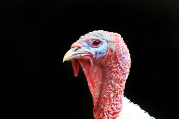 Portrait of a domestic turkey, showing off his vibrant red throat and blue head. The black background is in stark contrast with the vivid colors of the bird. The eye contact shows its friendly nature.
