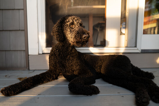 poodle dog lying in front of door