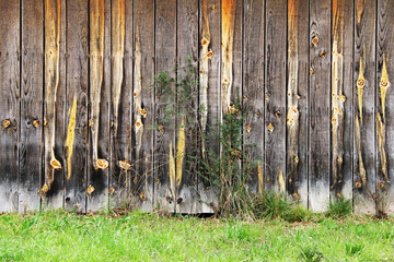 a beautiful aged weathered old natural wood garden fence lined with lush green grass and ivy perfect for background marketing material as well as wallpaper card poster backdrop