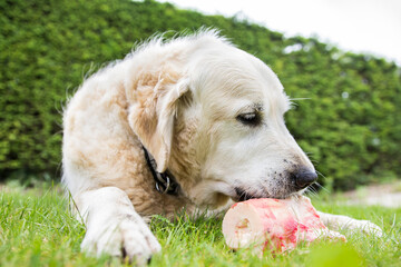 Canis lupus familiaris - A golden retriever dog eating a raw cow bone on the grass in the garden. In the background there is a green hedge. The dogs really seems to enjoy the tasty, bloody bone.