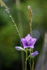 flower with raindrops