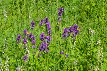 Betonica officinalis or stachys officinalis or common hedgenettle blooming purple plant