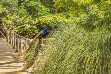 Na zdjęciu widzimy pawia indyjskiego (Pavo cristatus) chętnie pozuje do zdjęcia. W naturze występuje na Półwyspie Indyjskim. W Indiach jest świętym ptakiem.
