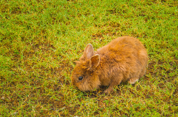 Na zdjęciu widzimy miniaturowego królika. Wszystkie rasy miniatur pochodzą od dzikiego królika,...
