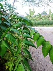 banana plantation in thailand