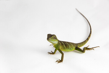 Fototapeta premium Physignathus cocincinus - a juvenile Chinese water dragon sitting on a white background. The face, legs and long tail of the cute reptile are visible on the side of the image. Lots of negative space.