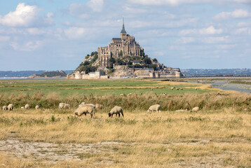A flock of sheep grazing on the salt meadows close to the Mont Saint-Michel tidal island under a...