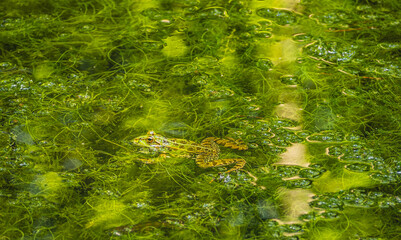 Żaba wodna (Pelophylax kl. esculentus).Żyje zazwyczaj we wspólnych populacjach z żabami jeziorkowymi. Zamieszkuje Europę Środkową i od południowej Szwecji aż po Zatokę Fińską. © Piotr