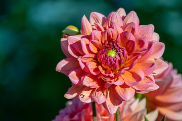 Obraz premium Pink dahlia petals macro, floral abstract background. Close up of flower beautiful dahlia in soft focus.