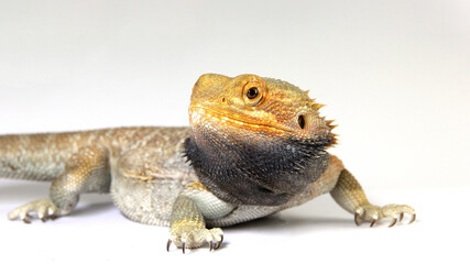 Pogona vitticeps -A portrait of an adult bearded dragon who's looking to the side. The prehistoric looking head draws all the attention. The colors are amazingly dramatic. White studio background.
