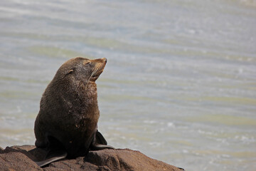 Naklejka premium Arctocephalus forsteri - New Zealand New Zealand fur seal, also known as southern fur seal or long-nosed fur seal, sitting an a rock near the ocean. The mighty animal is visibly enjoying its sun bath.