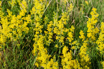 flowering yellow bedstraw in a meadow in sunlight