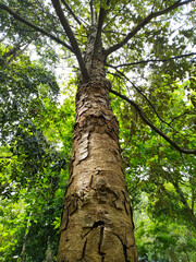 Bottom view of a big old tree