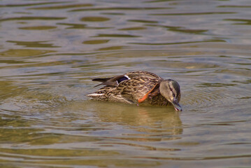 Myjąca się kaczka  © Kamil