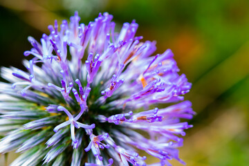 thistle flower head macro photo