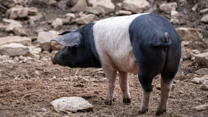 Schwäbscch Hällisches Landschwein - Schweinerasse,  glückliches Bioschwein im Auslauf