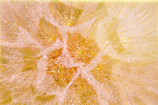 Close-up Of Dandelions In Dew. Blurred Pastel Yellow Abstract Background. Holiday Lights.