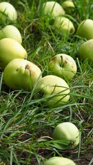 apples fallen from the tree 