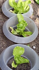 lettuce in a vegetable garden 