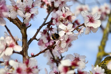 almond blossoms in spring with a bee