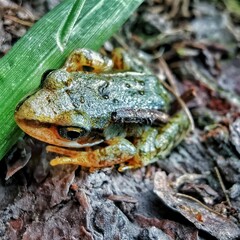 poison dart frog